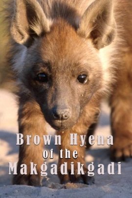 ����� ����� ������������ / Brown Hyenas of the Makgadikgadi