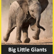 ������� ��������� ������� / Big Little Giants