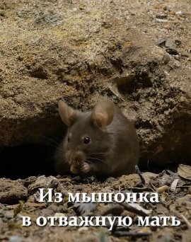 �� ������� � �������� ���� / Little Mouse - The Brave Mother