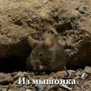 �� ������� � �������� ���� / Little Mouse - The Brave Mother