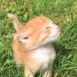 ������