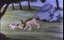 ������� ������� / Merrie Melodies & Looney Tunes - 1c �����