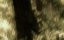 Halo 4:    (  ) / Halo 4: Forward Unto Dawn - 1 , 1 