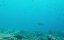 ������� ������� 3D / Ocean Predators 3D - �����