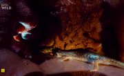 �������� - �������� ������ / Sardinia - Ark of Stone - �����