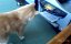 �������� ����� �� FailArmy(Cats Video Compilation)