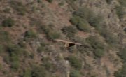 ������� ����� ������ / Wild Icons of Iberia - �����
