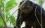 ��������: ������� � ��������� / Sulawesi, expédition au coeur de l'île mystère - �������