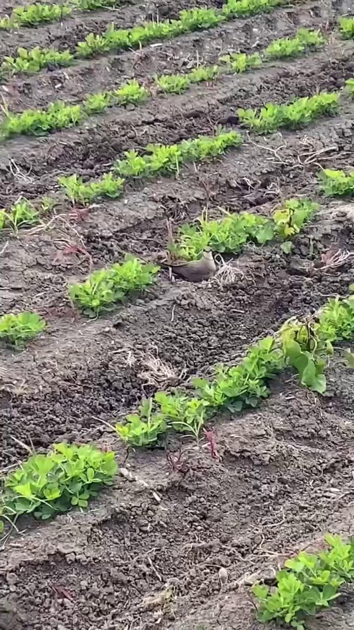 ������