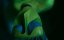   / Solar Plexus - 