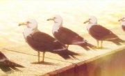 ���, � ������� ������� ������ / Kujima Utaeba Ie Hororo - 1 �����, 10 �����