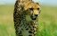  :  / Hostile Planet: Africa - 