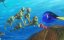    / Finding Dory - 