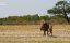 ������� ������ ������ / Africa's Big Five - �������