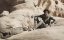 :   / Dune: Part Two - 