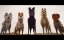 ������ ����� / Isle of Dogs - ������� (��������)
