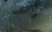 ����� ����� ������� / Wild Castles - 1 �����, 1 �����