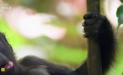 ��������‑�������: ����������� � ����� / Surfing Hippos - Gabon's Jungle Beach - �����