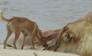 ������� ������� ��������� / Australia's Hidden Islands - 1 �����, 4 �����
