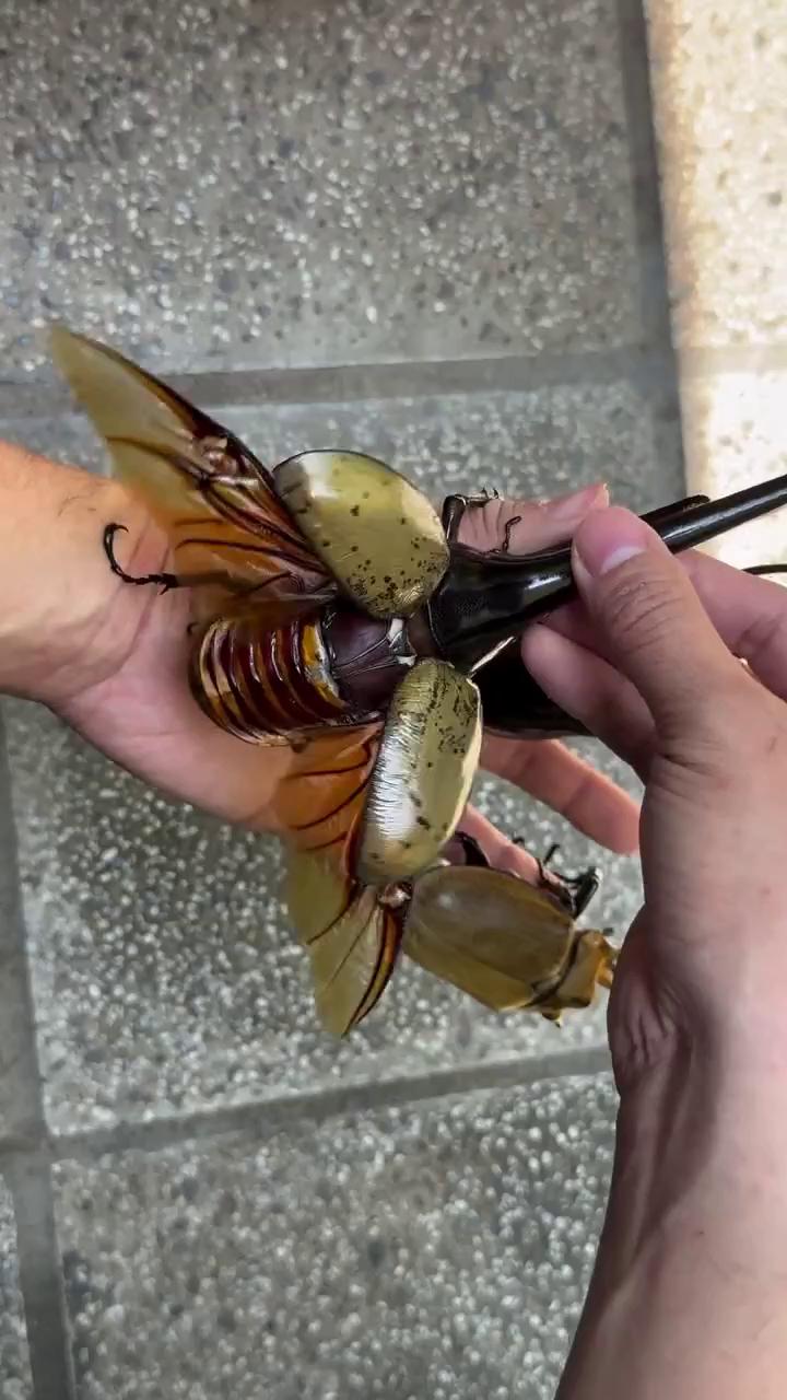 ������