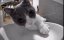 🐾 �� �� ��, ����� �������...