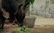 ����������� ��� / Vadam - �����