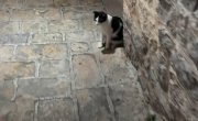 ��� �� ��������� ������������� ����