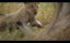 ��� / Lion - 1 �����, 1 �����