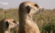 ����� ����� ������������ / Brown Hyenas of the Makgadikgadi - �����