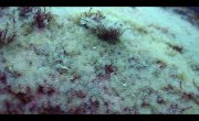 ���� ������ / Our Oceans - 1 �����, 3 �����