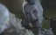   / Circus of the Dead -  