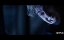   / Death Note - 