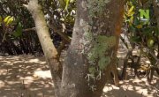 ������� �������� / L'odyssée des animaux - 1 �����, 1 ����� "����������� �����"