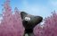    / Cat in the Bag - 