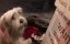 !      -  / Higglety Pigglety Pop! or There Must Be More to Life - 