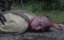    9 / Zombies From Sector 9 - 