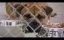     / See Spot Run - 