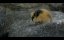 �������. ��������� ������ ������ / Lemming, the little giant of the North - �������