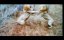  /    / Lion Gangland - 
