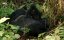 ����� ������ / Wild Uganda - �����