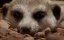    / Meet The Meerkats - 