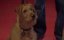�������� ��� / Firehouse Dog - �����