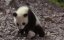    / The Amazing Panda Adventure - 