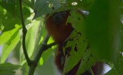���������� �������� / Colombia magia salvaje - �����