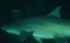   / Shark Gangs - 