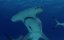  - / Mega Hammerhead - 