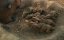    3D / Walking with Dinosaurs 3D - 