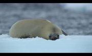���� ������ / Our Oceans - 1 �����, 1 �����
