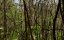   / Blood Cove - 