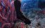    -   / Wild Window: Bejeweled Fishes - 
